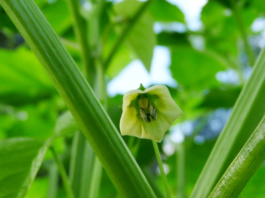 {Physalis heterophylla}